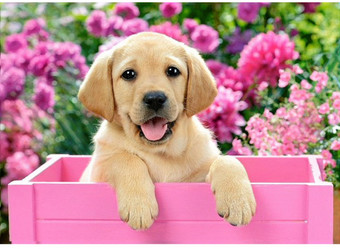 Алмазная мозаика Darvish Щенок в цветах DV-13760-20