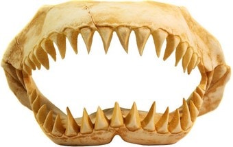 Декорация DekSi Череп динозавра №1003