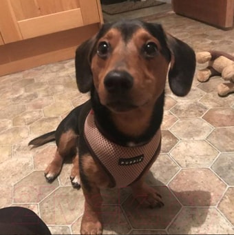 Шлейка-жилетка Puppia Soft Vest PAHA-AH305-GY-3L (серый)