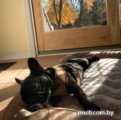 Шлейка-жилетка Puppia Soft Vest PAHA-AH305-RB-L (синий/черная окантовка)