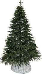 Ель Смерека-Плюс Сказка СМ-15СК 1.5 м