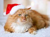 Рыжий кот Новогодний Рыжик Х-7522