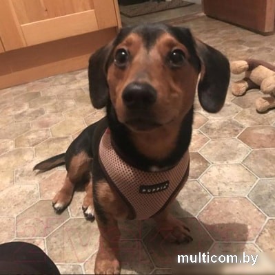 Шлейка-жилетка Puppia Soft Vest PAHA-AH305-RB-M (синий/черная окантовка)