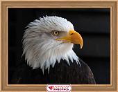 Алмазная мозаика Алмазная Живопись Белоголовый орлан АЖ-1714