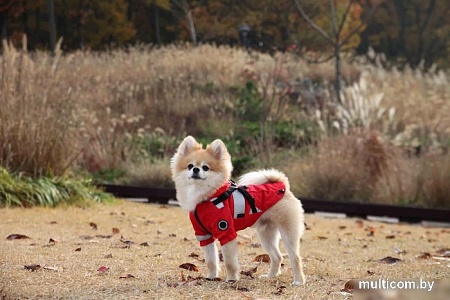 Дождевик для животных Puppia Wilderness PLRA-JM9320-RD-XL (красный)