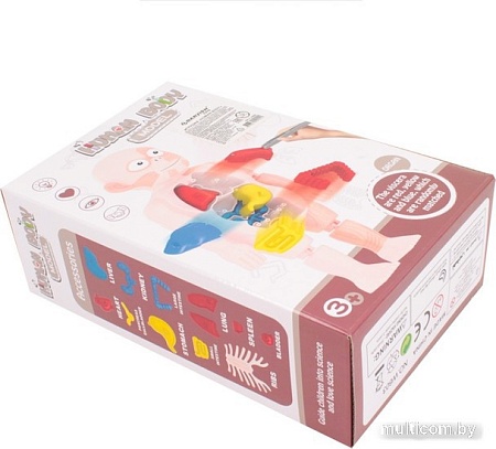 Darvish Human Body SR-T-3568