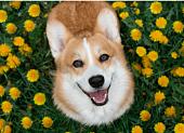 Алмазная мозаика Рыжий кот Улыбающийся корги НД-0524