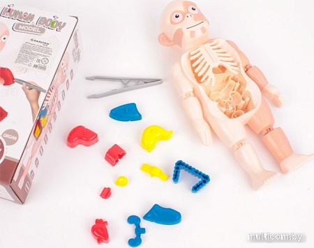 Darvish Human Body SR-T-3568