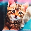Алмазная мозаика Darvish Милый котенок DV-13760-21