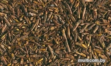 Живой корм Tetra ReptoDelica Grasshopper 250 мл