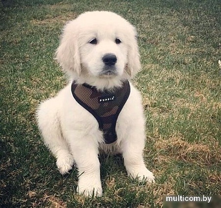 Шлейка-жилетка Puppia Soft Vest PAHA-AH305-CA-3L (камуфляж)