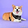 Шлейка-жилетка Puppia Dean Harness A PASD-HA1657-BK-XL (черный)