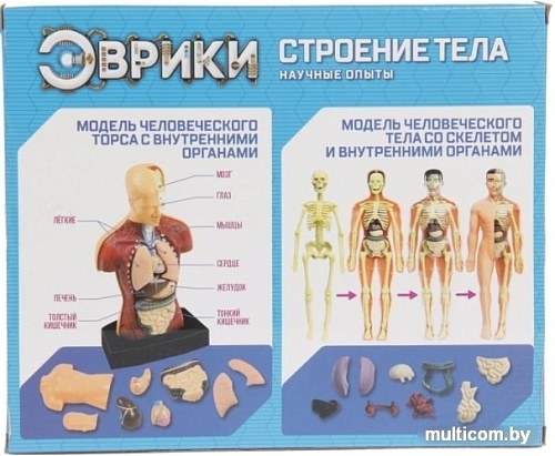 Эврики Строение тела 2772940