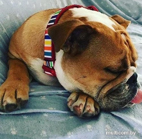 Ошейник Doog Scooby COLMCS-XS ( многоцветный)