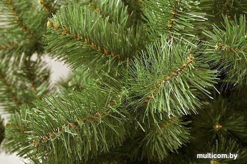 Ель Царь Елка Алтайская 1.8 м