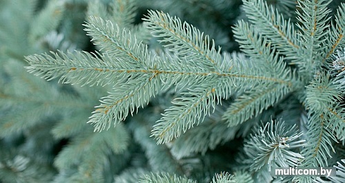 Ель Green Trees Россо премиум 1.5 м