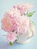 Картина по номерам Рыжий кот Розовые георгины Х-3954