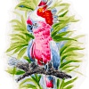 Картина по номерам Белоснежка Розовый попугай 361-AS