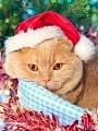 Рыжий кот Новогодняя фотосессия кота Х-7527