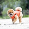 Жилетка для животных Puppia Vest B PAPD-JM1671-OR-M (оранжевый)