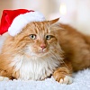 Рыжий кот Новогодний Рыжик Х-7522