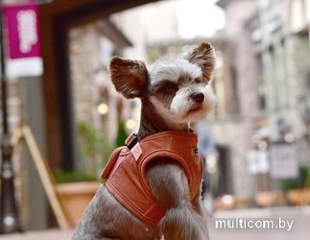 Шлейка Puppia Classy PARD-HB1585-PE-XL (оранжевый)