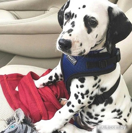 Шлейка Puppia Ritefit PAJA-AC617-RB-XL (синий)