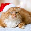 Рыжий кот Новогодний Рыжик Х-7522