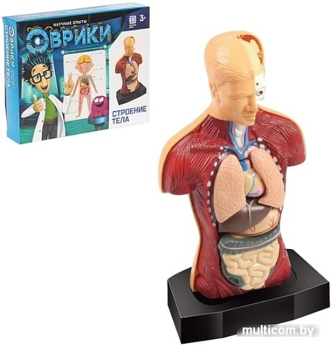 Эврики Строение тела 2772940