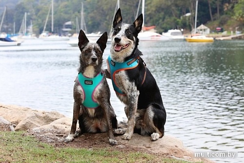 Шлея Doog Neoflex Rin Tin Tin HARTIN-L (бирюзовый с розовым кантом)