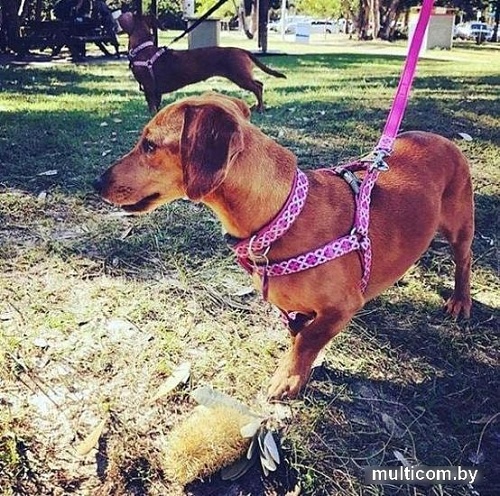 Ошейник Doog Toto COLPBS-XS (розовый)