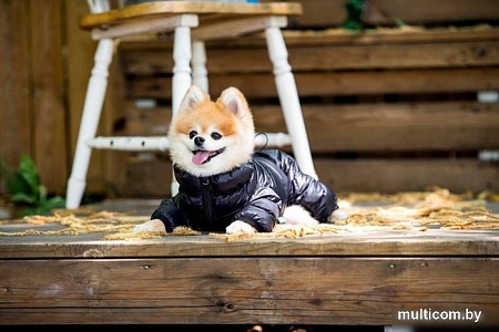 Комбинезон для животных Puppia Jumpesuit B PAPD-JM1673-BK-XL (черный)