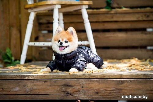 Комбинезон для животных Puppia Jumpesuit B PAPD-JM1673-BK-XL (черный)