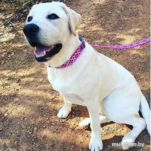 Ошейник Doog Toto COLPBS-XS (розовый)