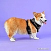 Шлейка-жилетка Puppia Dean Harness A PASD-HA1657-BK-XL (черный)