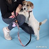 Ошейник United Pets Complete Me Forever Collar (S)