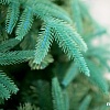 Ель Green Trees Форесто премиум 2.1 м