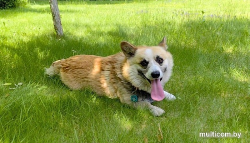 Адресник Потеряшка QR (синий)