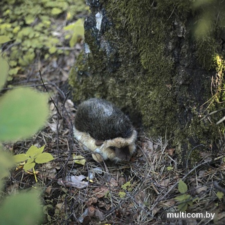 Классическая игрушка Hansa Сreation Ежик 3101 (20 см)