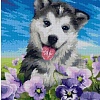 Алмазная мозаика ArtCity Хаски в анютиных глазках DP008