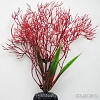 Искусственное растение Barbus Горгонария Plant 032/20 (красный)