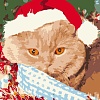 Рыжий кот Новогодняя фотосессия кота Х-7527