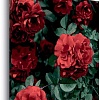 Картина Stamprint Красные розы АT040 (67x67)