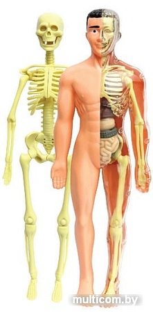 Эврики Строение тела 2772939