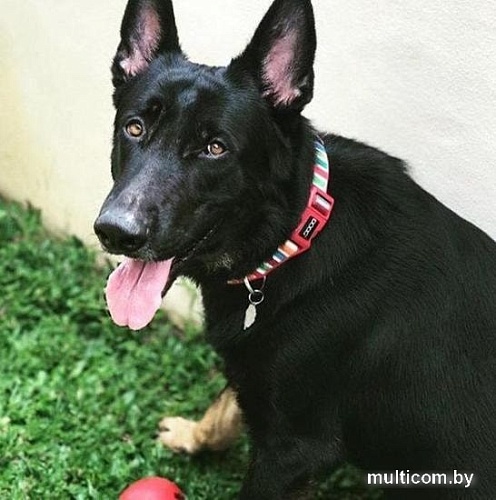 Ошейник Doog Scooby COLMCS-L ( многоцветный)