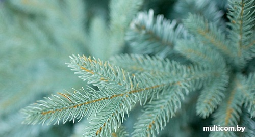 Ель Green Trees Россо премиум 2.1 м