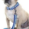 Ошейник Doog Pluto COLN1-XS (синий)