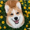 Алмазная мозаика Рыжий кот Улыбающийся корги НД-0524
