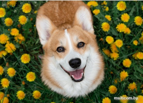 Алмазная мозаика Рыжий кот Улыбающийся корги НД-0524