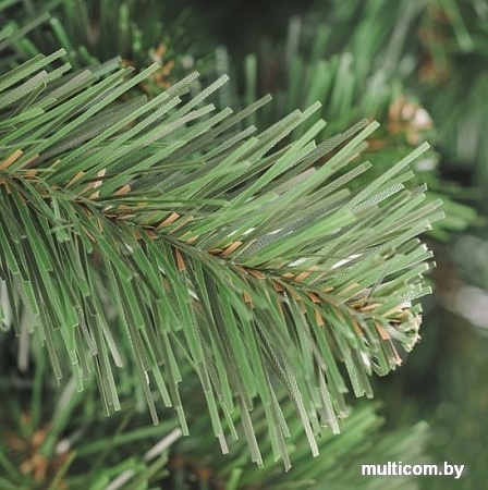 Ель Бифорес Арктика 1.8 м